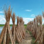 Brown Jute under a Blue Sky