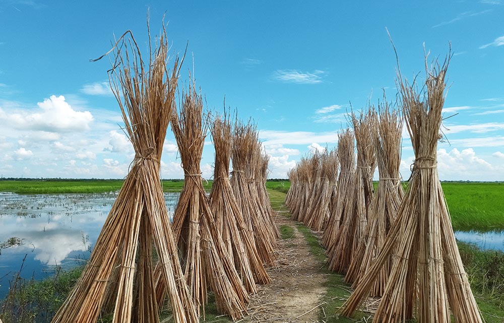 Brown Jute under a Blue Sky